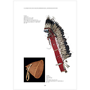 À la conquête de l'Ouest - Collectes amérindiennes de la Smithsonian Institution conservées au musée du quai Branly - Jacques Chirac