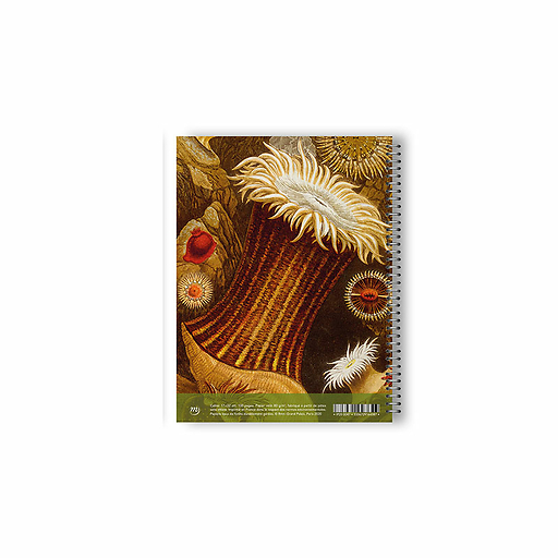 Cahier à spirale Philip Henry Gosse - Anémones de mer et corail