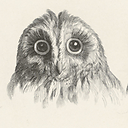 Engraving Tawny Owl or Owl Heads