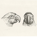 Engraving Two heads of parrots and two heads of men