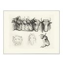 Engraving Heads of Oxen, Lion and Horse