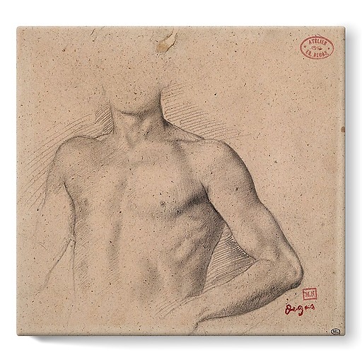 Bust of a naked young man (stretched canvas)