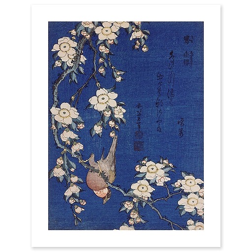 Bouvreuil et cerisier pleureur en fleur (affiches d'art)