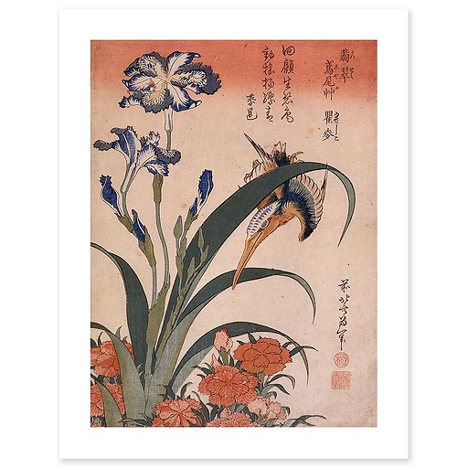 Kingfisher, carnation and iris (art prints)