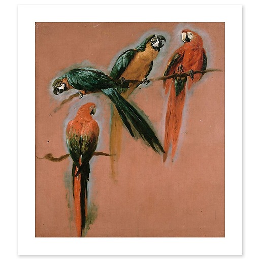 Etude de quatre perroquets (affiches d'art)