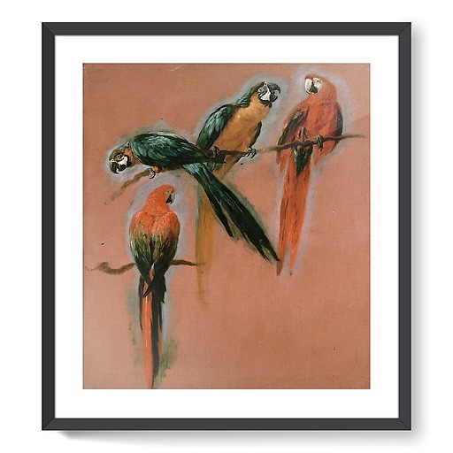 Study of four parrots (framed art prints)