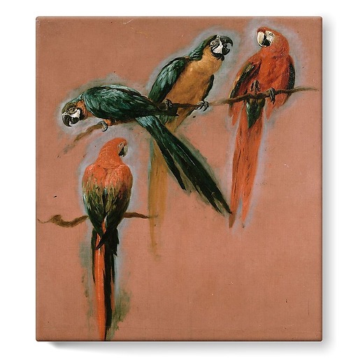 Study of four parrots (stretched canvas)