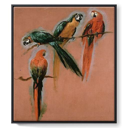Study of four parrots (framed canvas)
