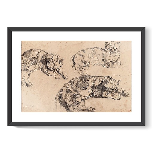 Three Studies of Cats (framed art prints)