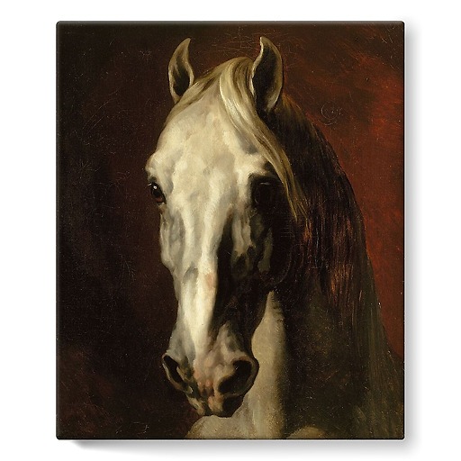 The head of white horse (stretched canvas)