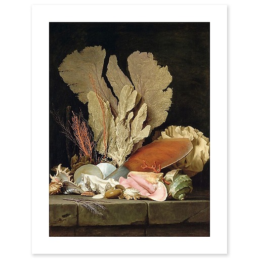 Still Life with Sea Plumes, Lithophytes and Shells (art prints)