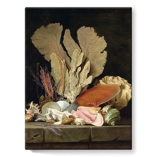 Still Life with Sea Plumes, Lithophytes and Shells (stretched canvas)