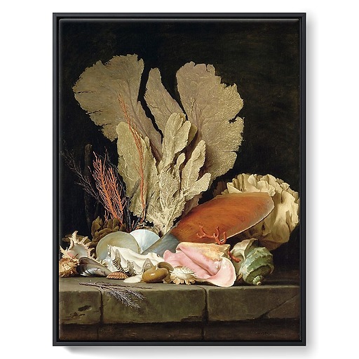 Still Life with Sea Plumes, Lithophytes and Shells (framed canvas)