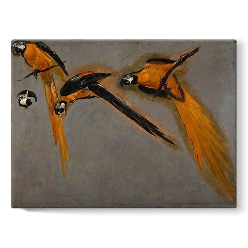 Three macaw parrots and a bird head (stretched canvas)