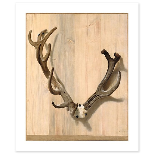 Antler of a deer attacked at the Haute-Queue in Compiègne (art prints)