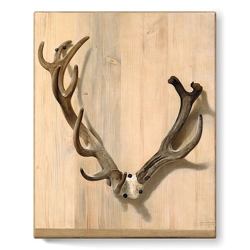 Antler of a deer attacked at the Haute-Queue in Compiègne (stretched canvas)