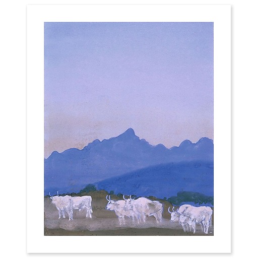 Three pairs of white cattle on a mountain backdrop (the Apennines) in the morning (art prints)