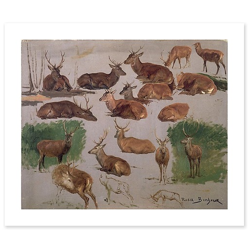 Deer study: 19 sketches (canvas without frame)