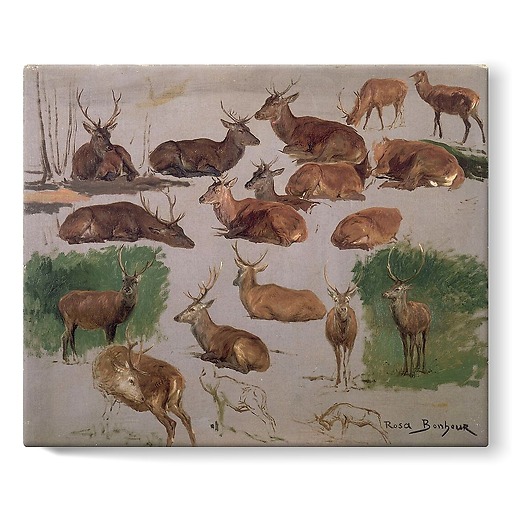 Deer study: 19 sketches (stretched canvas)