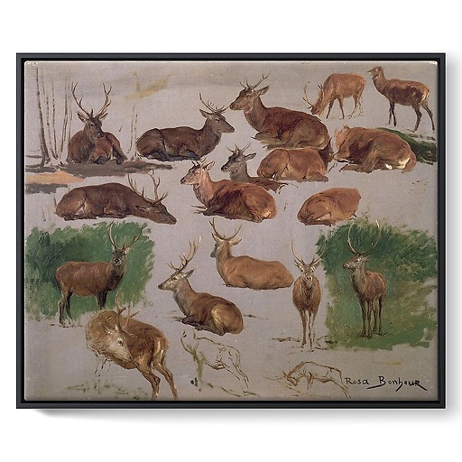 Deer study: 19 sketches (framed canvas)