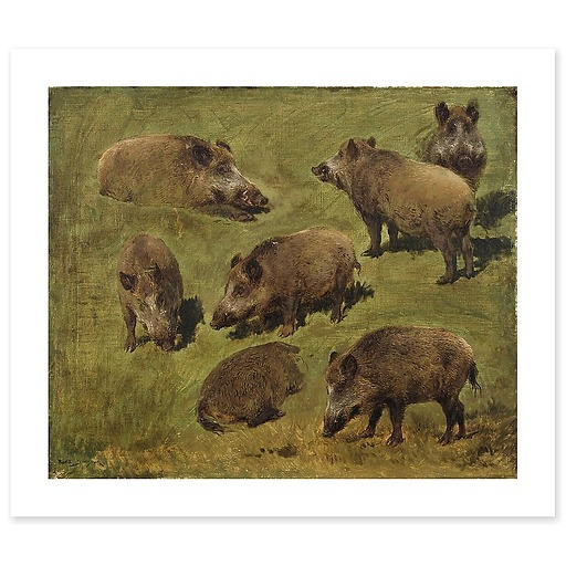 Lying and standing boars: 7 sketches (art prints)