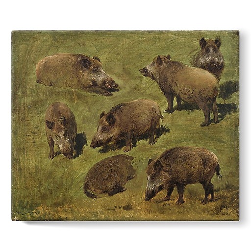 Lying and standing boars: 7 sketches (stretched canvas)
