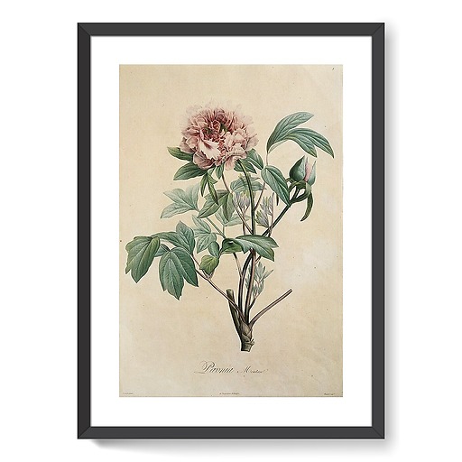Paeonia moutan (framed art prints)