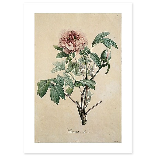 Paeonia moutan (canvas without frame)
