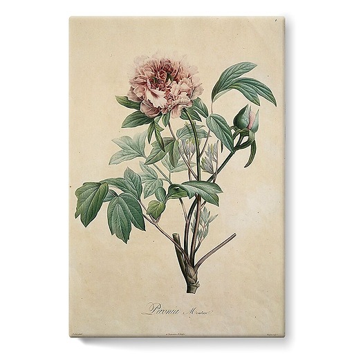 Paeonia moutan (stretched canvas)