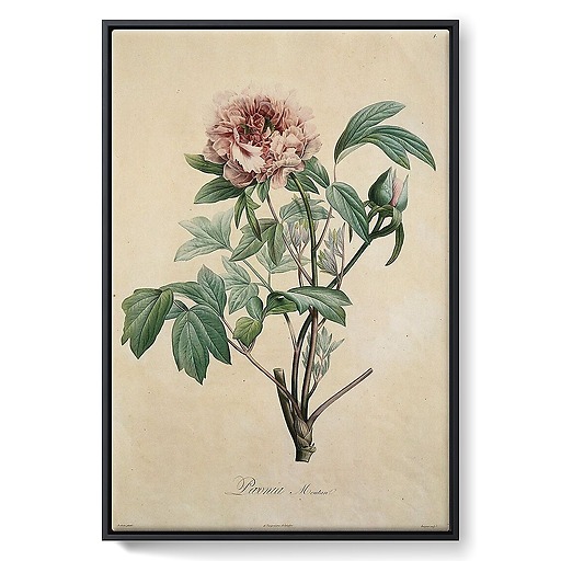 Paeonia moutan (framed canvas)