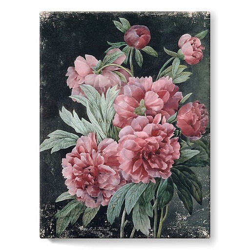 Peony branches (stretched canvas)