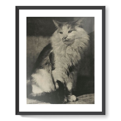 The Cat (affiches d'art encadrées)