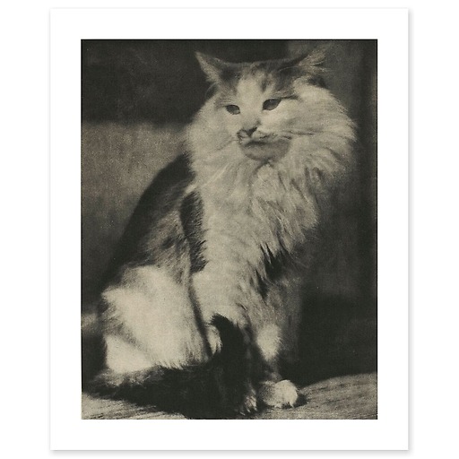 The Cat (canvas without frame)