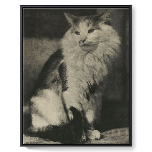 The Cat (framed canvas)