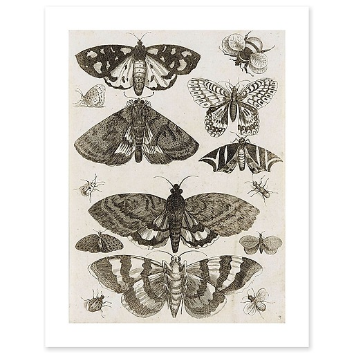 Planche d'insectes (affiches d'art)