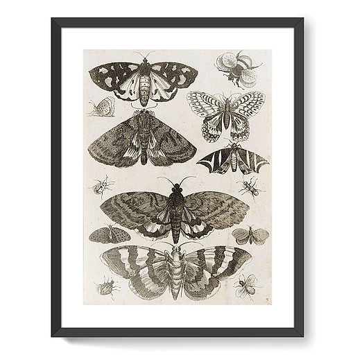 Planche d'insectes (affiches d'art encadrées)