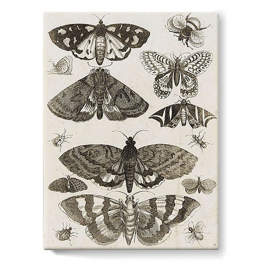Planche d'insectes (toiles sur châssis)