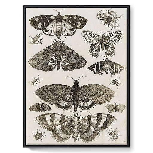 Planche d'insectes (toiles encadrées)