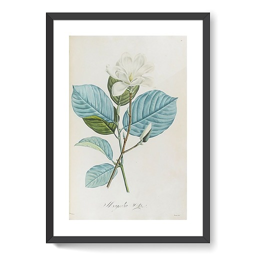 Magnolia yulan (affiches d'art encadrées)