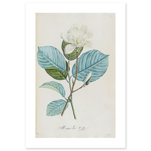 Magnolia yulan (canvas without frame)