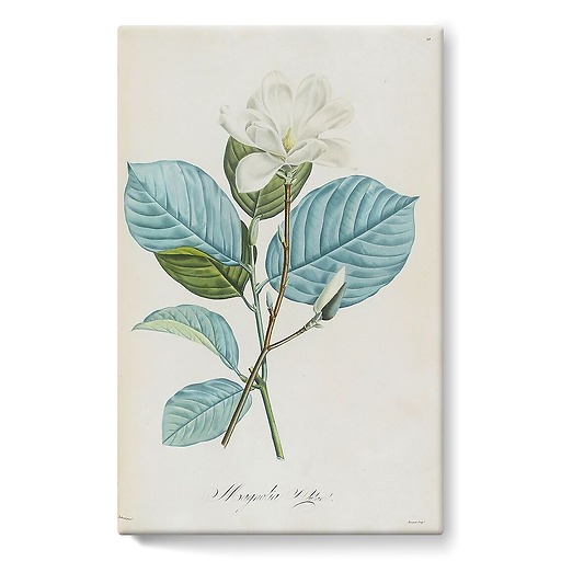 Magnolia yulan (stretched canvas)