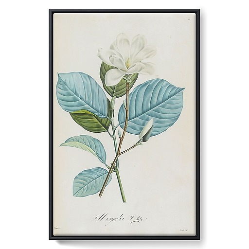Magnolia yulan (framed canvas)
