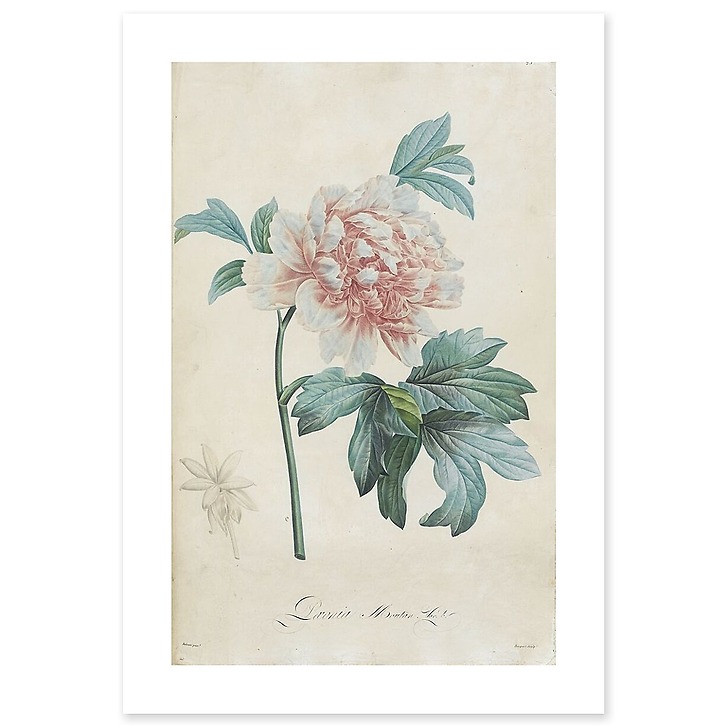 Description of the rare plants grown in Navarre and Malmaison I/II (art prints)