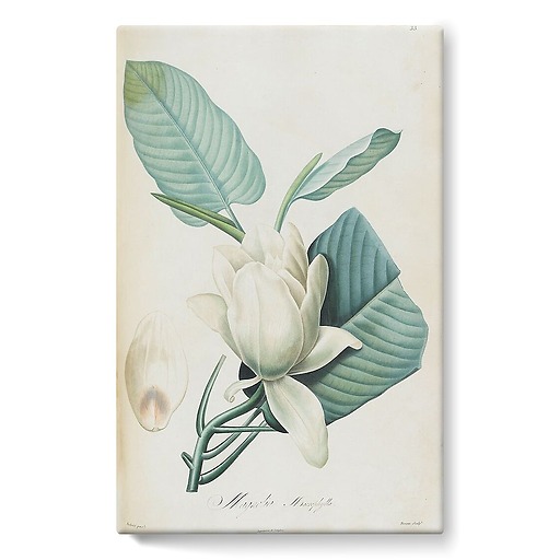 Description of the rare plants grown in Navarre and Malmaison II/II (stretched canvas)
