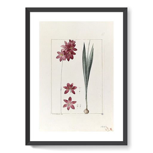 A plant from the garden of Cels: ixia flilformis (framed art prints)