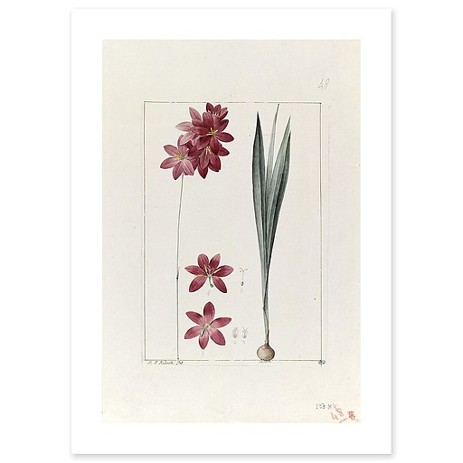 A plant from the garden of Cels: ixia flilformis (canvas without frame)