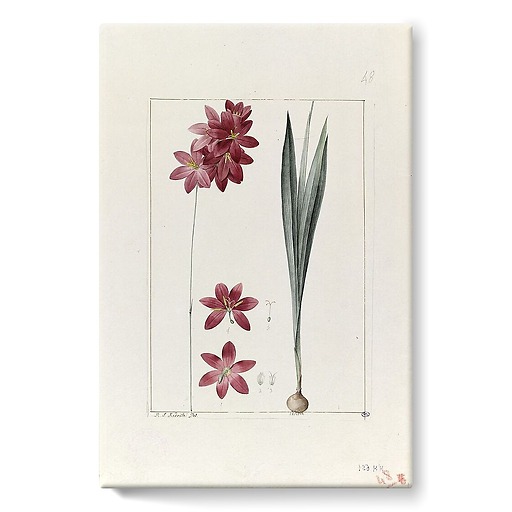 A plant from the garden of Cels: ixia flilformis (stretched canvas)