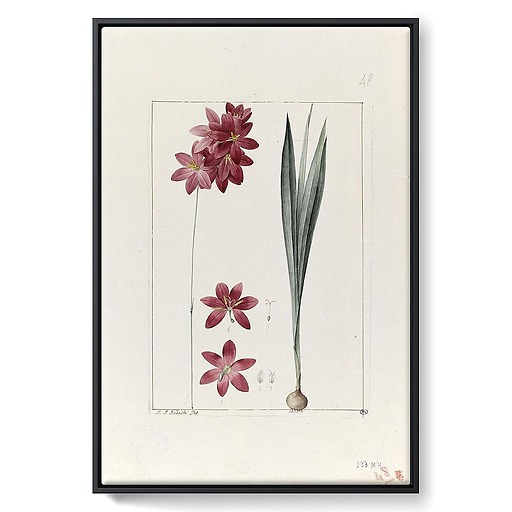 A plant from the garden of Cels: ixia flilformis (framed canvas)