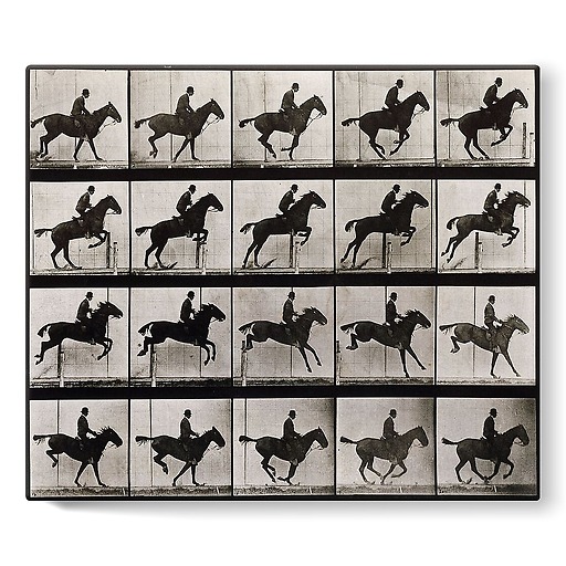 Animal Locomotion: Horse jumping (stretched canvas)