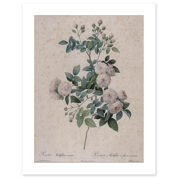 Rosier multifleurs à fleurs carnées (affiches d'art)